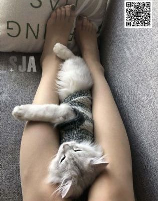 鸭王电视剧粤语在线观看全集免费